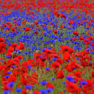 100m² MOHN & KORNBLUME   Wildblumen Blumenwiese   Bienenweide   Sommer  