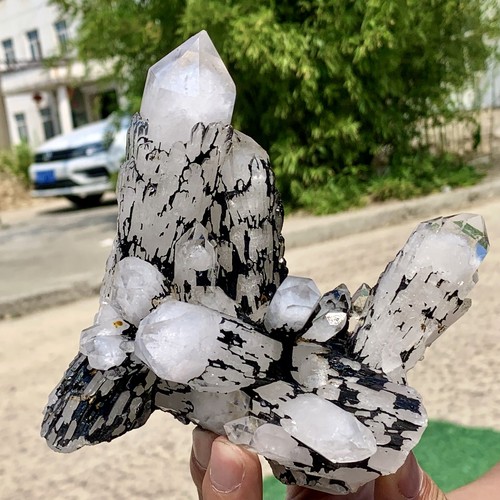 1.43LB Natural White Crystal Backbone Cluster Black Mineral Mud Specimen