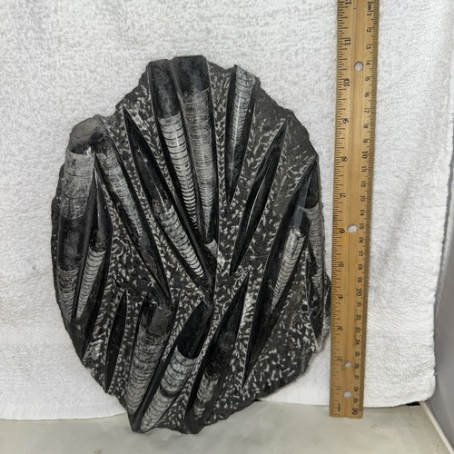 Vintage Rock Display Specimen ORTHOCERAS Straight Horn Fossil Nautiloid Morocco