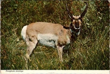 Continental Postcard Pronghorn Antelope Green Field View