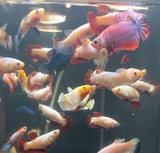Live Betta Fish - 6 Female Betta Sorority Pack Red Dragon, Gold Dumbo, Koi