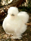 15 NPIP EGGS BEARDED SILKIE BANTAM HATCHING EGGS ●EXTREME SHOW QUALITY● — photo 5