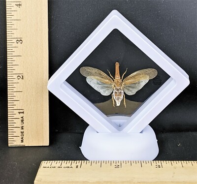 Zanna tapira Lanternfly floating specimen Taxidermy Entomology oddity curiousity