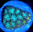 Corals of Eden WYSIWYG Live Coral Frag ~ John Deere Leptastrea Coral — photo 2