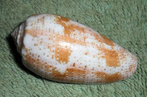 RFM 85401 Philippines Conus tulipa Linne 1758 45.5mm Lapu-Lapu Cebu, Philippines