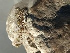 Large 5 1/4" Dogtooth Calcite Crystal/ Pyrite  IronCounty, Missouri 821 gr — photo 8