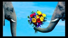 Elephants In Love Handing Flowers Romantic Kisses Friend Wife MAGNET