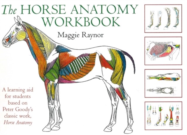 Horse Anatomy Workbook by Maggie Raynor (Spiral bound)