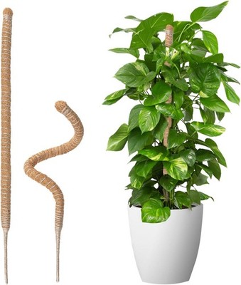 Wigearss 2 Stück Moosstab für Monstera, Kokosfaser Rankhilfe, Pflanzstab Kokos, 
