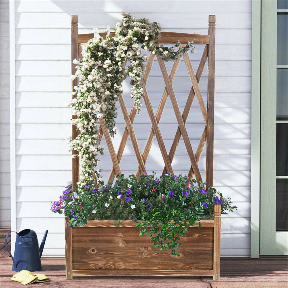 carnival philodendron Variegated Heartleaf Philodendron