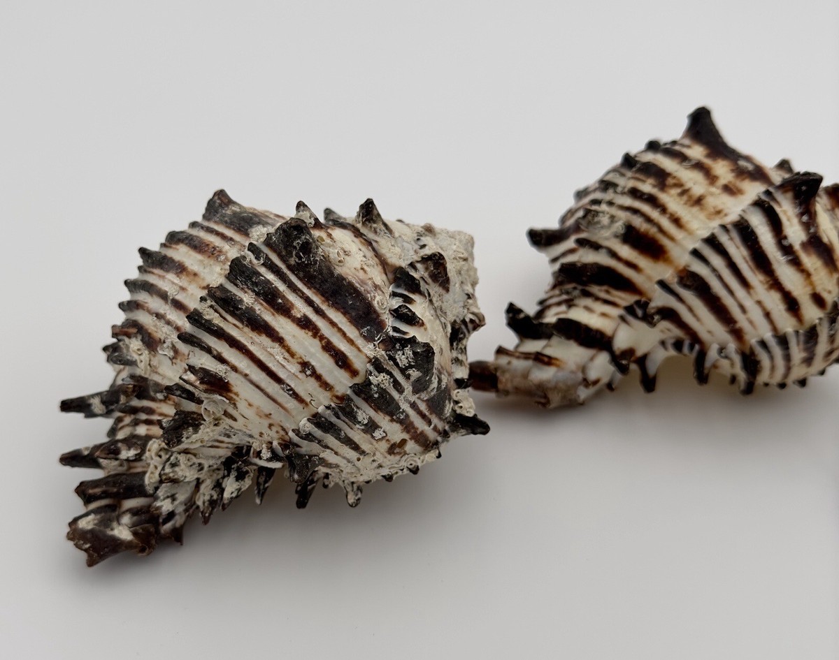 3 LARGE SPINY BLACK MUREX NATURAL REAL SEA SHELL FLORIDA SEASHELL