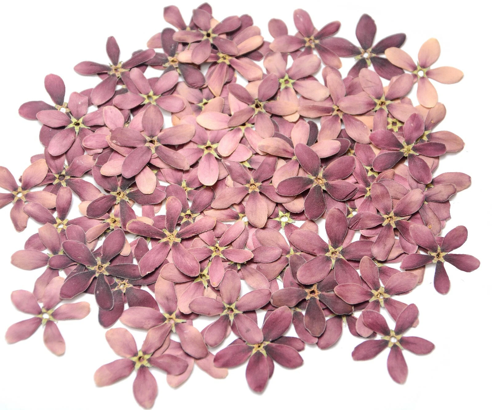 Natural Pressed Purple Flowers — Dried Real Flowers for Resin Crafts