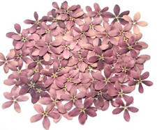 Natural Pressed Purple Flowers  Dried Real Flowers for Resin Crafts  Free Ship