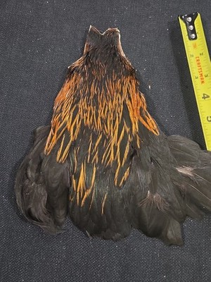Furnace Black Brown Hen Neck Cape Fly Tying Wet Soft Hackle Craft Feathers 