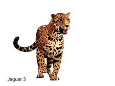 LARGE-SIZED CAR DECALS - JAGUAR - 5 CHOICES