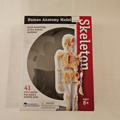 Skeleton Model, Human, Medical Anatomy Healthcare