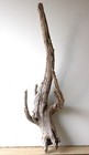 Treibholz Schwemmholz Driftwood 1 MEGA Wurzel Dekoration Terrarium 105 cm