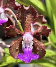 Vanda Paksorn  Fragrance  X  Mimi Palmer  BS Fragrant ORCHID.