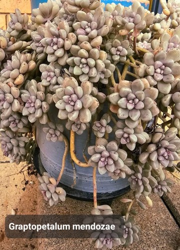 24 Rare Rooted Succulent Pack With Names Free Post - Picture 12 of 24