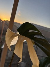 Monstera ALBO 6" Pot Rare Exact Plant 020