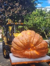 Giant Pumpkin Seed 2518 LBS