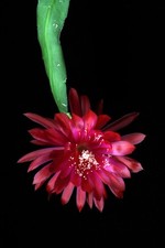 Epiphyllum hybryda epicactusa, kaktus liściasty mała roślina '2010-09-5'