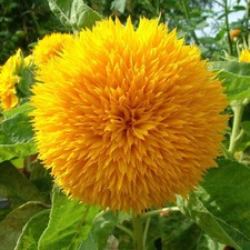 Teddy Bear Sunflower Seeds - 200 Count - For 2026 Planting Sun Gold Dwarf Sun