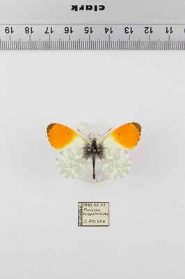Schmetterling Entomologie,  Pieridae Anthocharis cardamines Pair