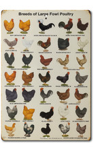 Large Poultry Chicken Breeds Tin Sign 8x12 Country Farm Decor Rooster Hen Chart