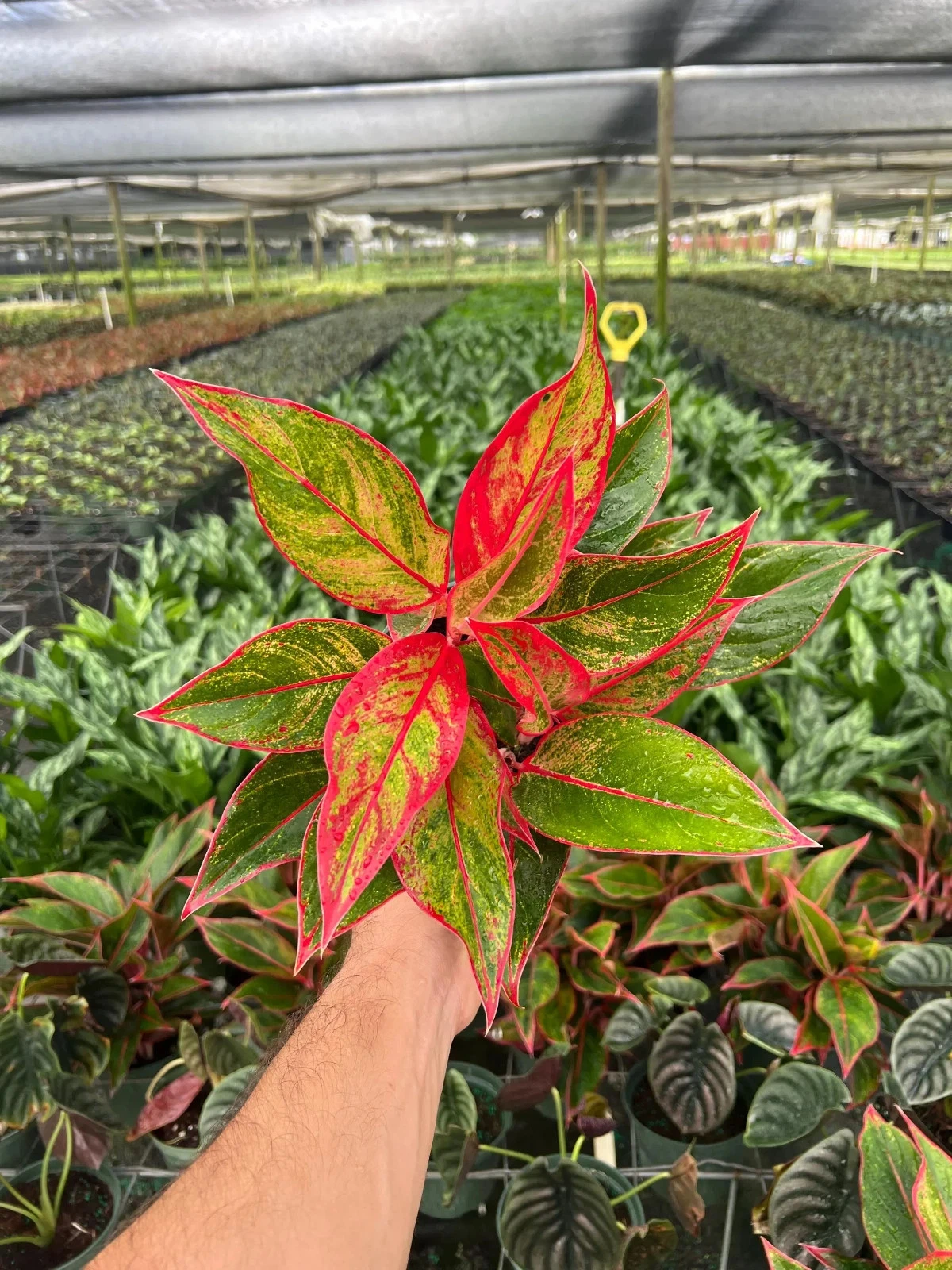Aglaonema Creta | Chinese Evergreen | Indoor & Outdoor House plant in 6" Pot