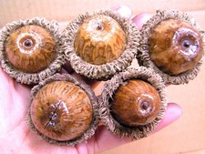 FIVE GIANT Burr Acorns for crafts, wreaths, b...