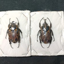 Fornasinius fornasini hirthi  Pair! Huge Male 53-54mm!