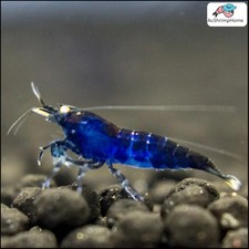 Navy Neocaridina Shrimp 5 for 25 Continental USA ONLY