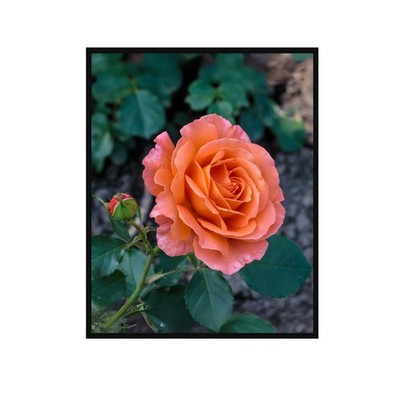 Peach Garden Rose Art Print   Botanical Floral Wall Decor Poster Unframed