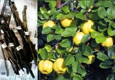 6x CUTTINGS QUINCE CYDONIA OBLONGA Hearb tea leaf SCIONS STICKS