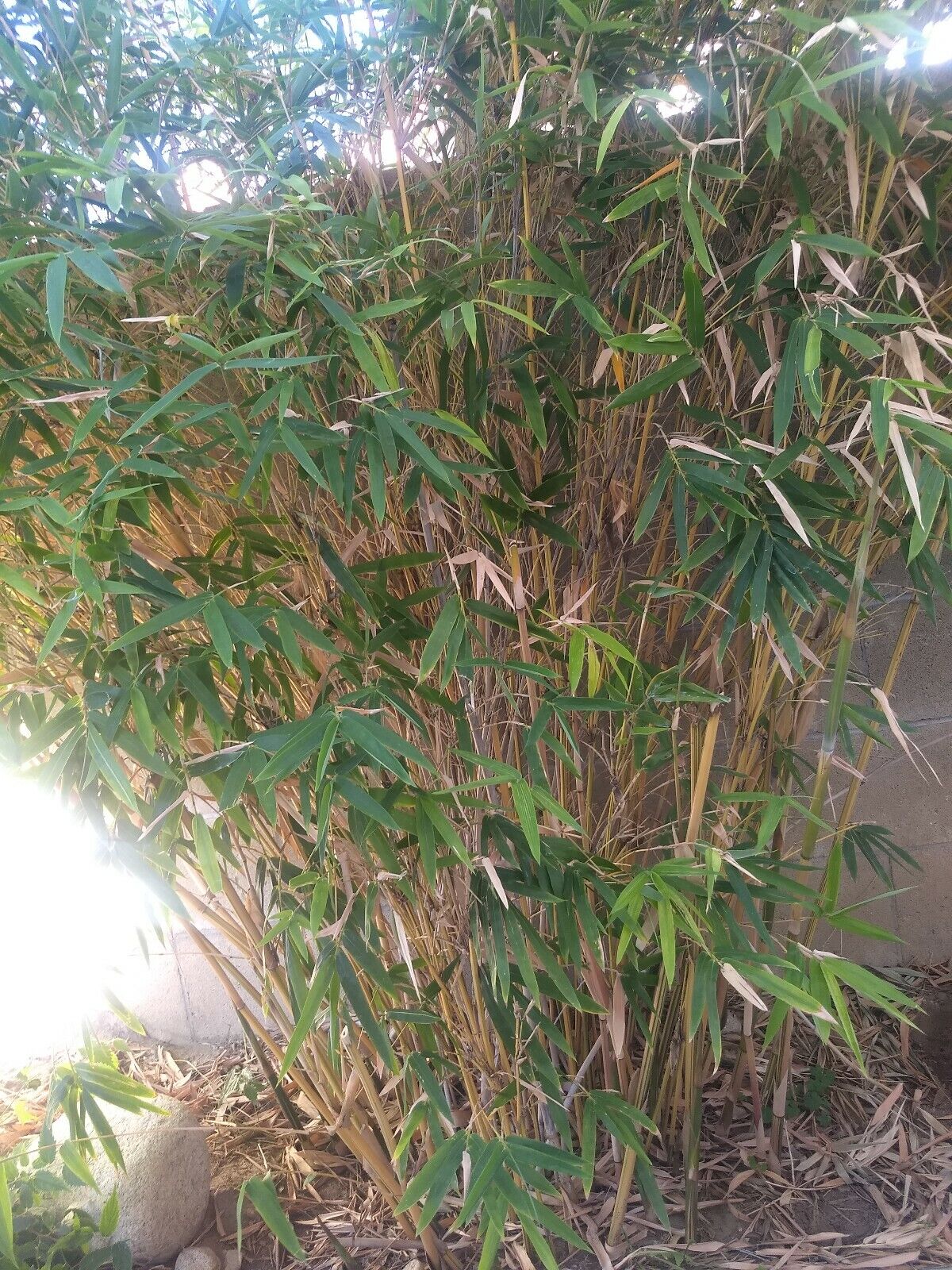 2-3 Gallon Alphonse Karr Clumping Bamboo plant *Privacy Screen*Growing Season!