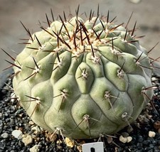 Copiapoa columna-alba WYSIWYG Garden Self Rooted