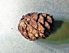 Fine complete 3cm Pinus cf. walchiana cone; Pliocene of Westfallia, Germany