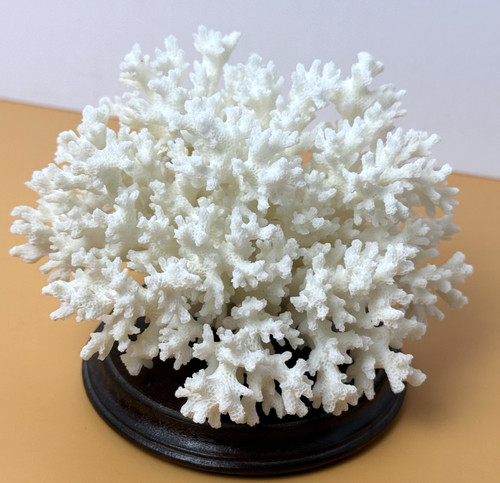Vintage Natural Coral Specimen w/Wood Base Coastal Decor