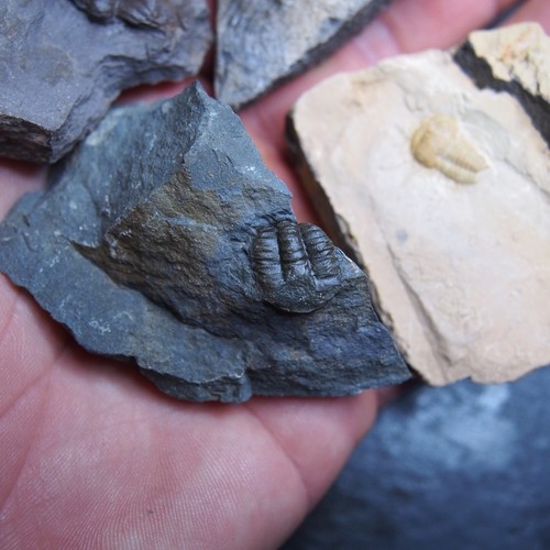 Lote de 4 fósiles cámbricos trilobites checos 283 g Dino 1038 - Imagen 8 de 8