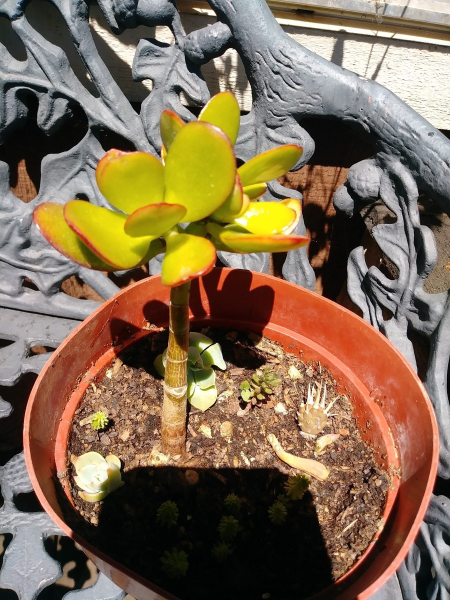 Succulent Crassula REDOvata Baby Jade Plant 2" - set of 2 | eBay