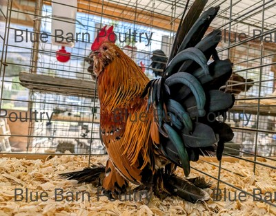 8 Asstd Bantam Hatching Eggs Mille Fleur d'Uccles, Self-Blue, Porcelain d'Anvers