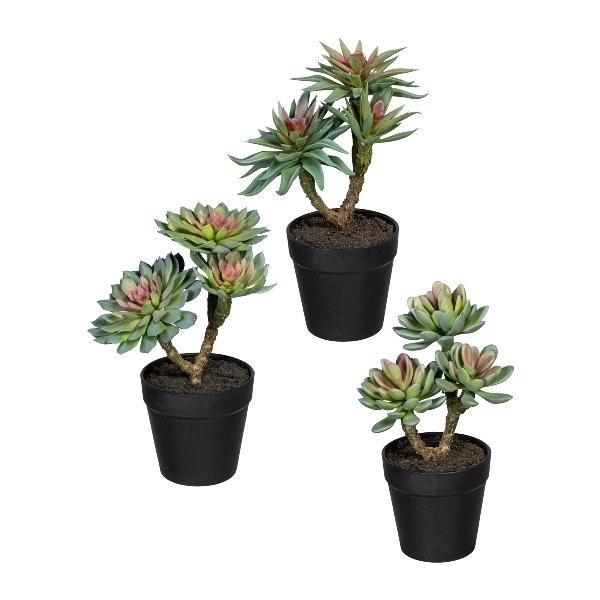 Artplants Deko Sukkulenten Gesteck Drulke Im 3 StüCk, GrüN-Rosa, 24Cm-image