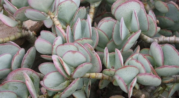 6 Hojas De Suculenta Crassula Arborescens