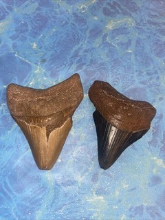 MEGALODON SHARK TEETH 3.36” & 2.96” TEETH MEG SCUBA DIVER DIRECT FOSSIL NC 2844