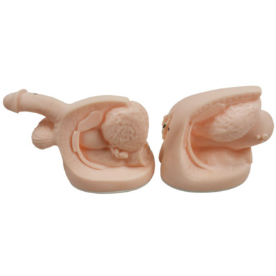 Male And Female Catheter Anatomy Model Set Education Teaching Display