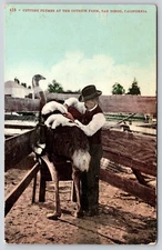 Postcard Cutting Plumbs at Ostrich Farm San Diego California Struthio camelus