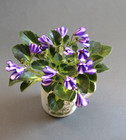 African Violet Chimera Norton's Elaine Semiminiature  PLANT — photo 1
