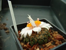 Kaktusy: Ariocarpus kotschoubeyanus v. neotulensis, 2,7 cm, własne korzenie WE
