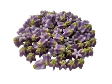 100 PCS Crown Flower Clay Beads (01) for Jewelry Making, DIY, Craft Supplies